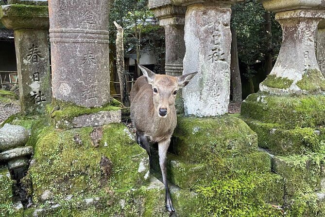 Nara Half-Day Bus Tour From Kyoto - Tour Itinerary
