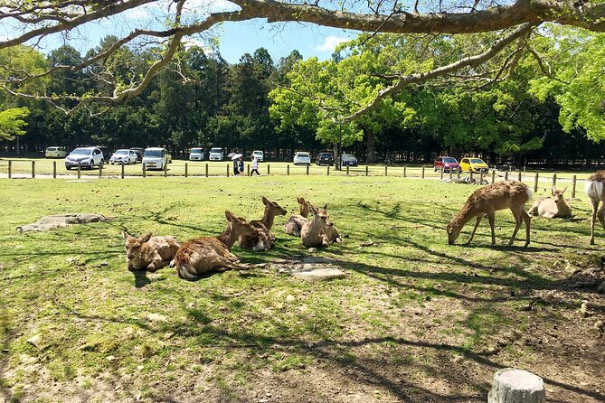 Nara Half-Day Bus Tour From Kyoto - The Sum Up