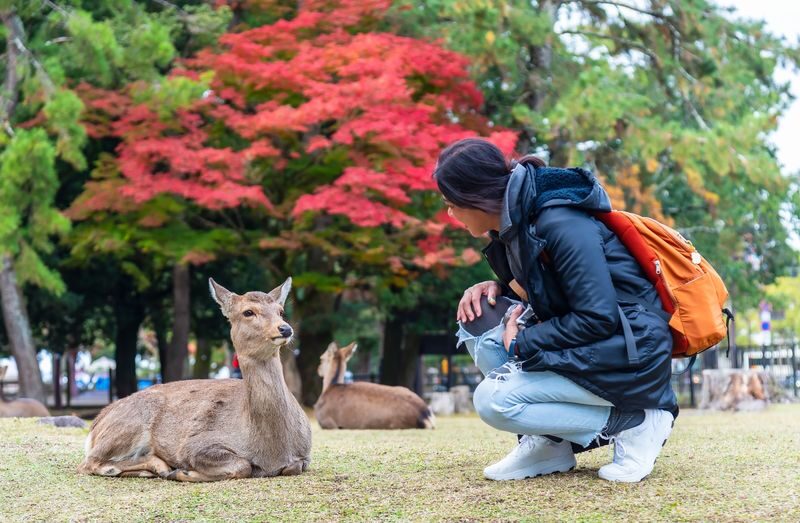 Nara Half-Day Small Group Tour - At a glance
