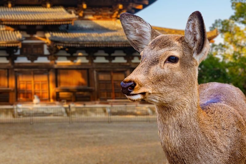 Nara Half-Day Small Group Tour - Free time is the key trade-off