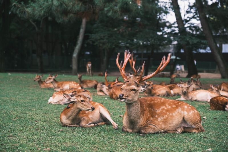 Nara Half-Day Small Group Tour - Is $49 good value?