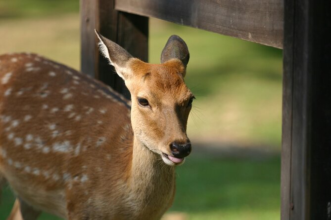 Nara Half Day Walking Tour - Tour Overview and Details