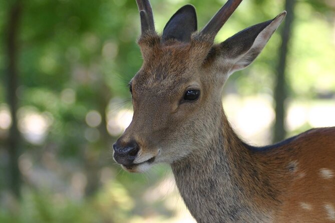 Nara Half Day Walking Tour - Inclusions and Exclusions