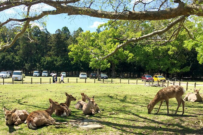 Nara Half Day Walking Tour - Meeting and Pickup Information