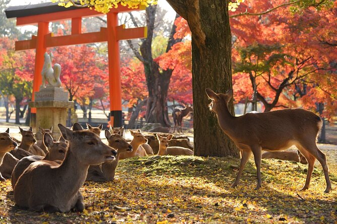 Nara Half Day Walking Tour - Cancellation Policy