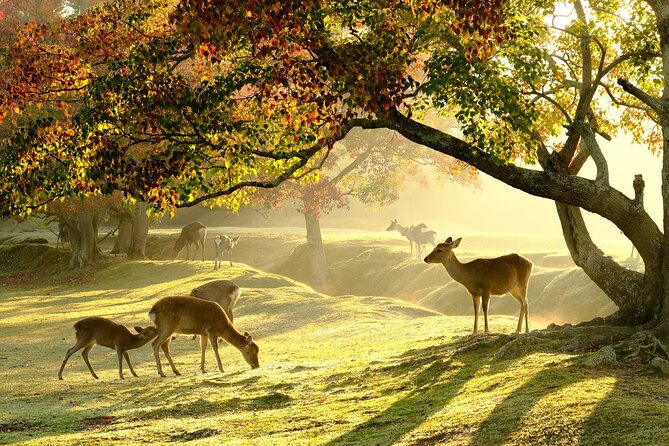 Nara Half Day Walking Tour - Common Questions