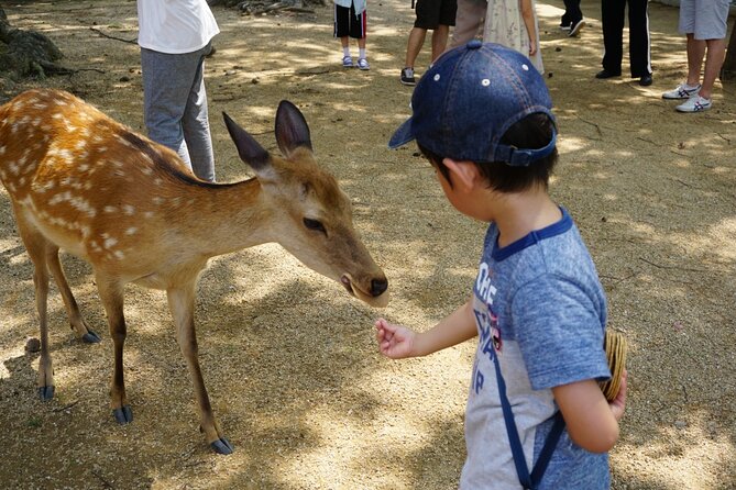 Nara Half Day Walking Tour - The Sum Up