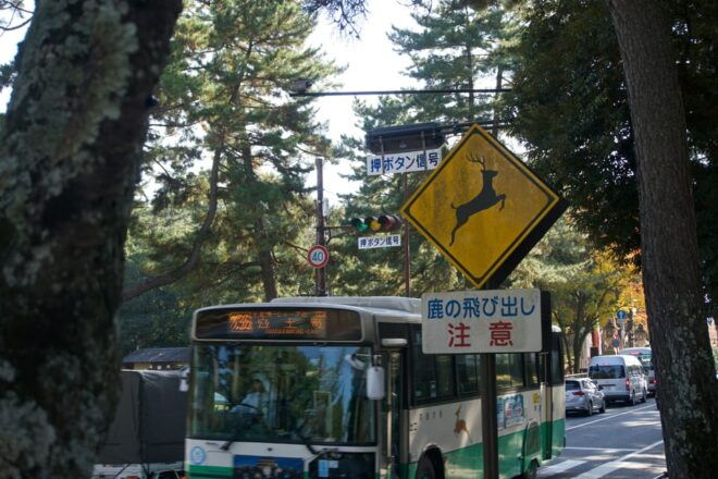 Nara Heritage Walkabout From Nara Park to Todaji-Ji Temple - Exploring Kasuga-taisha Shrine