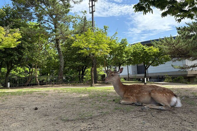 Nara Highlight Walking Tour with Furoshiki Experience with Lunch - Who Will Love This Tour?