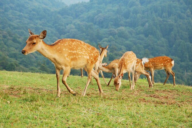 Nara: Hike Mt. Wakakusa and Encounter Wild, Free-Roaming Deer - Good To Know