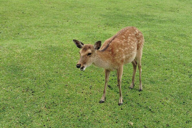 Nara: Hike Mt. Wakakusa and Encounter Wild, Free-Roaming Deer - FAQ