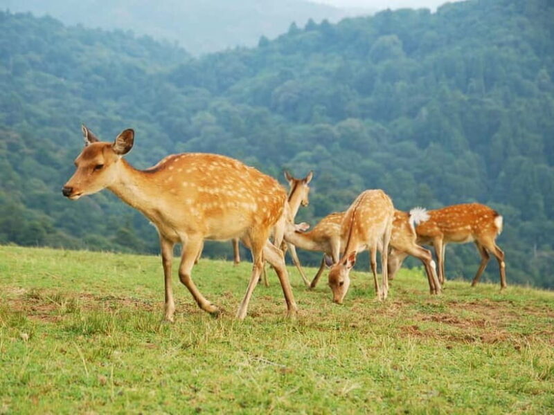 Nara: Hike Mt. Wakakusa and Encounter Wild Free-Roaming Deer - Good To Know