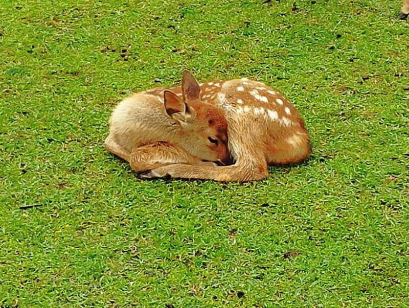 Nara: Hike Mt. Wakakusa and Encounter Wild Free-Roaming Deer - Who Will Love This Tour?