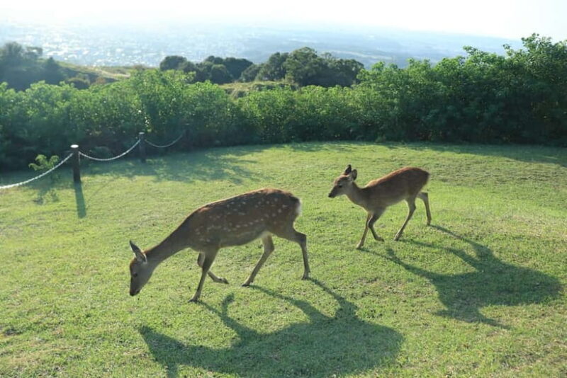 Nara: Hike Mt. Wakakusa and Encounter Wild Free-Roaming Deer - The Sum Up