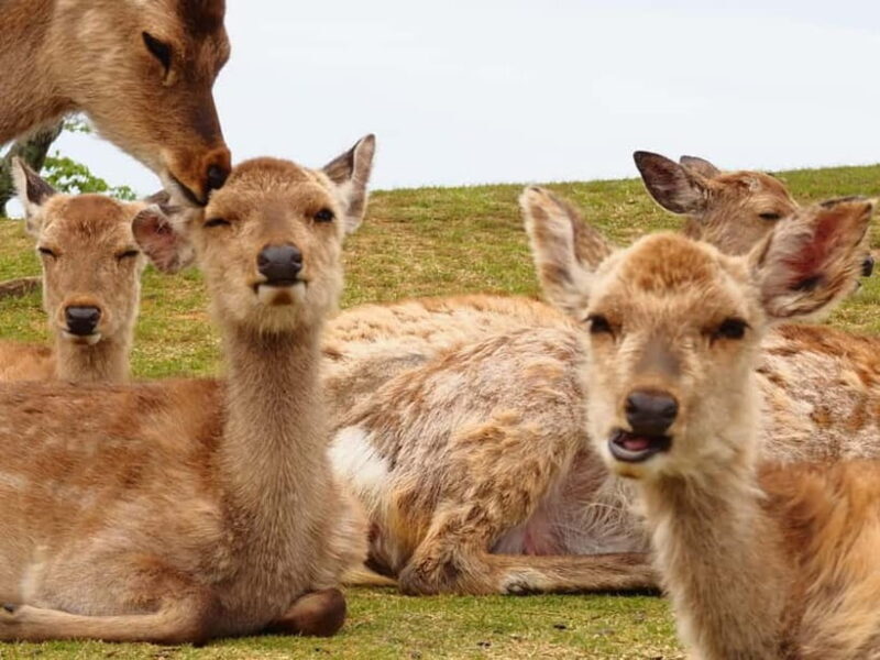 Nara: Hike Mt. Wakakusa and Encounter Wild Free-Roaming Deer - FAQ