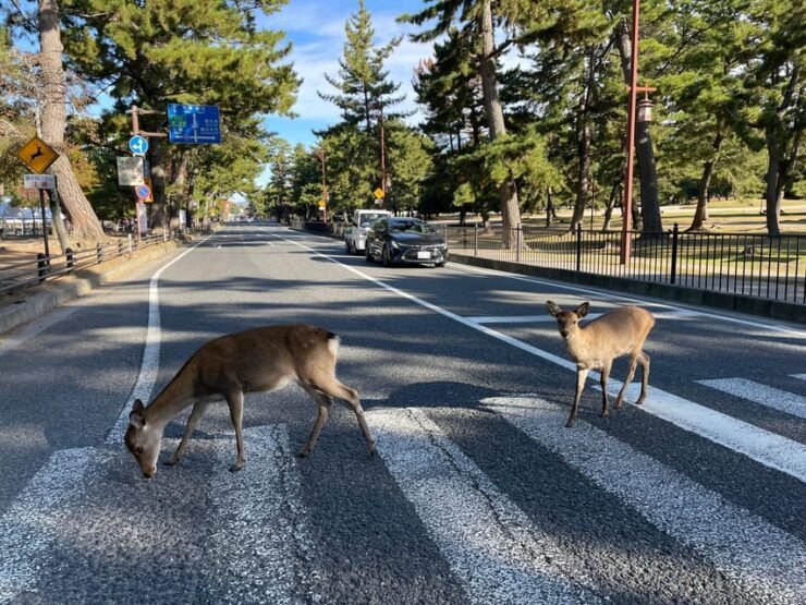 Nara: Hiking the Forest, Big Buddha, Deer, Shrine, Sun Set - Itinerary Highlights