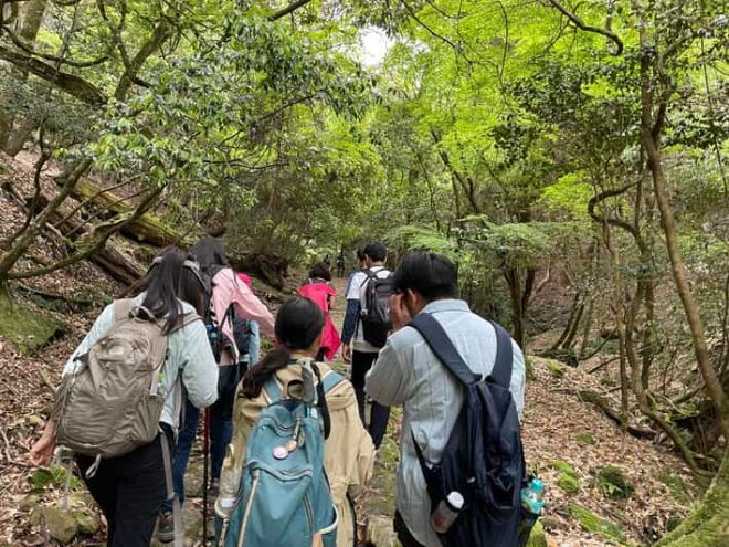 Nara: Hiking the Forest, Big Buddha, Deer, Shrine, Sun Set - Trekking Through Primeval Forest