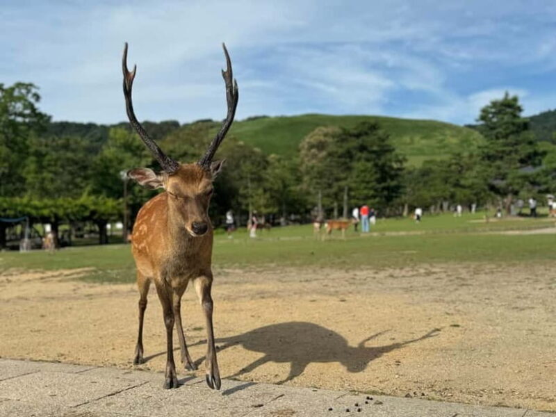 Nara: Kasuga Taisha, Sacred Deer Shrine Guided Tour - The Sum Up