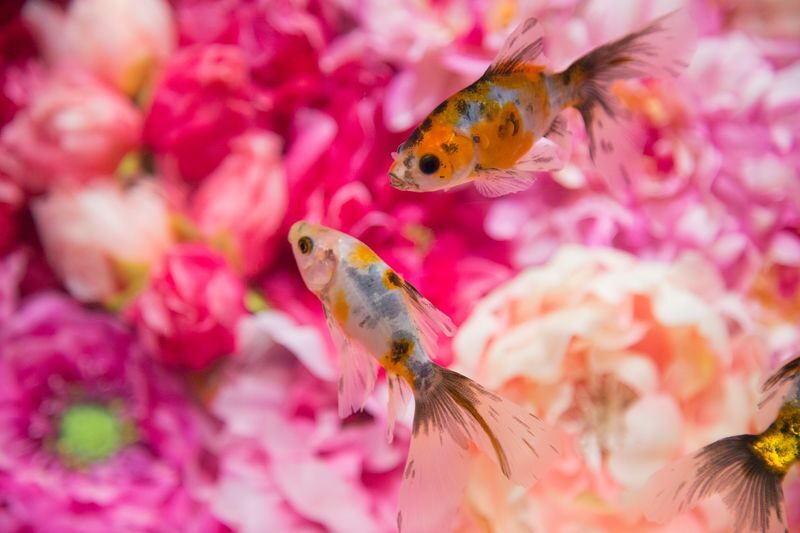 Nara Kingyo Museum Admission Ticket - A goldfish museum with an art-gallery mood