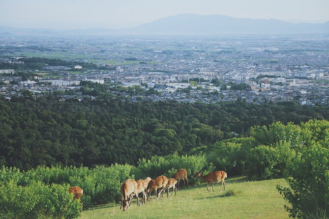 Nara Like a Local: Customized Private Tour - Reviews and Feedback From Travelers