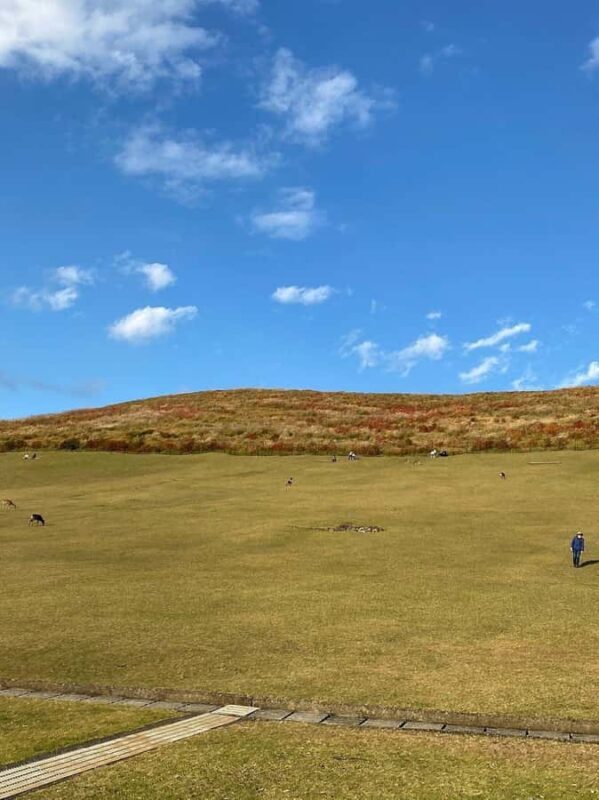 Nara: Mt. Wakakusa Family Picnic Trail with Guide - Good To Know