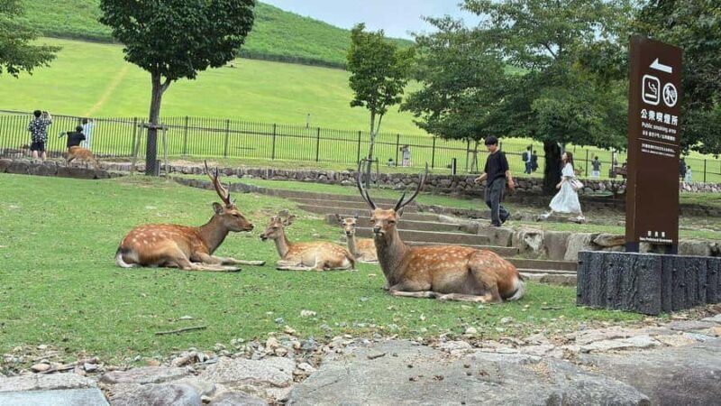 Nara: Mt. Wakakusa Family Picnic Trail with Guide - Final Thoughts on the Nara Mt. Wakakusa Family Picnic Trail