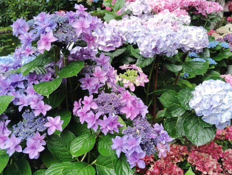 Nara: Muro-ji Temple  Serenity, Tradition and Sacred Beauty - Practical Tips for Visitors