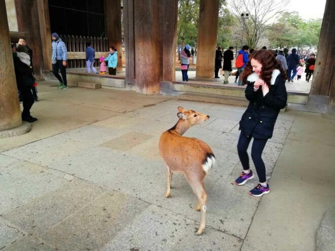 Nara: Nara Park Private Family Bike Tour With Lunch - Full Description