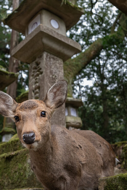 Nara Park and Todai-ji Private Spanish Tour - FAQ