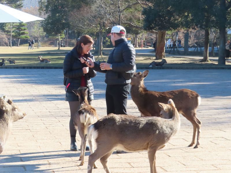 Nara Park & Kinkakuji Temple Heritage Tour with Tea Ceremony - A concentrated introduction to Nara’s best-known sights