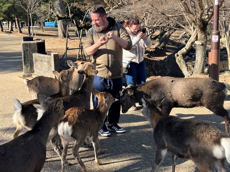 Nara Park & Kinkakuji Temple Heritage Tour with Tea Ceremony - Kasuga Great Shrine: a second view of Nara’s heritage