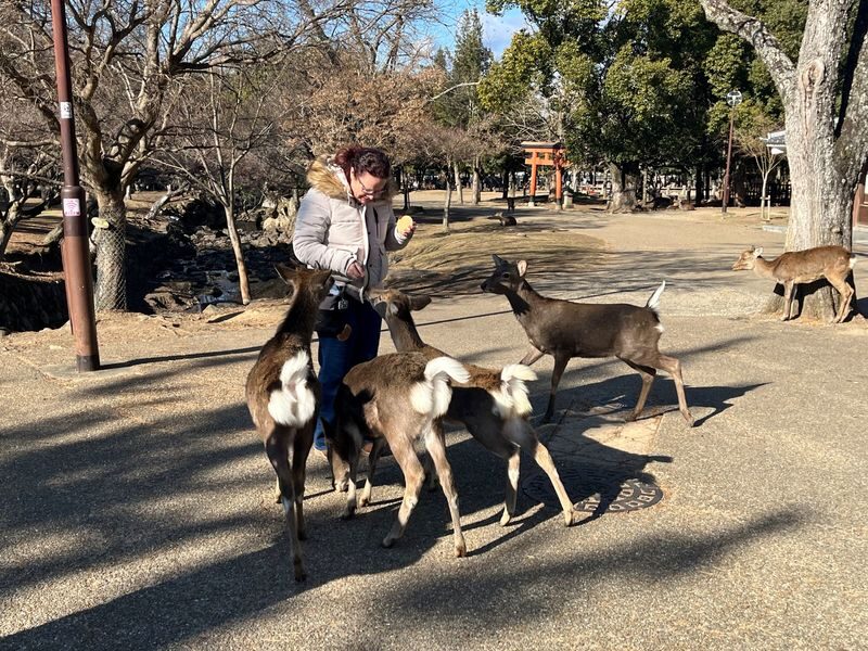 Nara Park & Kinkakuji Temple Heritage Tour with Tea Ceremony - The guide can make the day