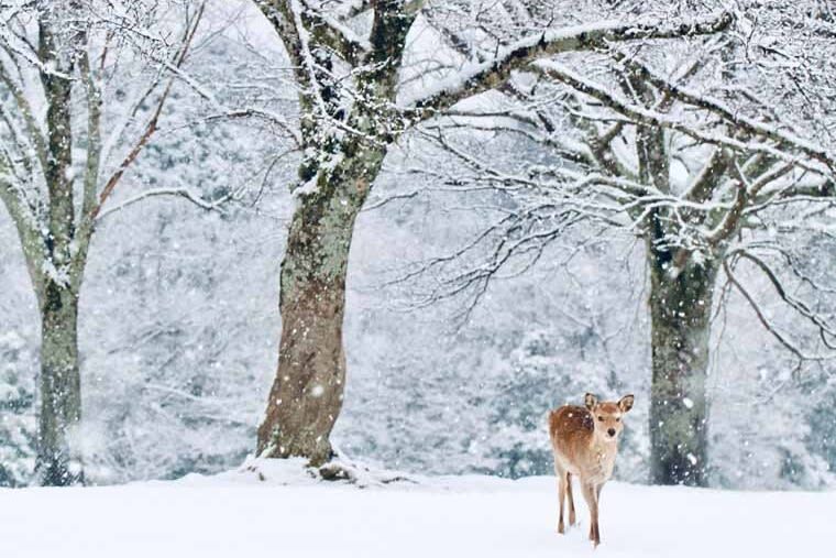 Nara Park & Mt. Rokko Snow Park Day Trip (From Osaka) - The day’s best bits