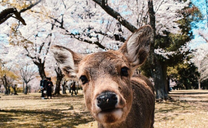 Nara: Private City Tour With A Local Guide - Who Would Benefit Most From This Tour?