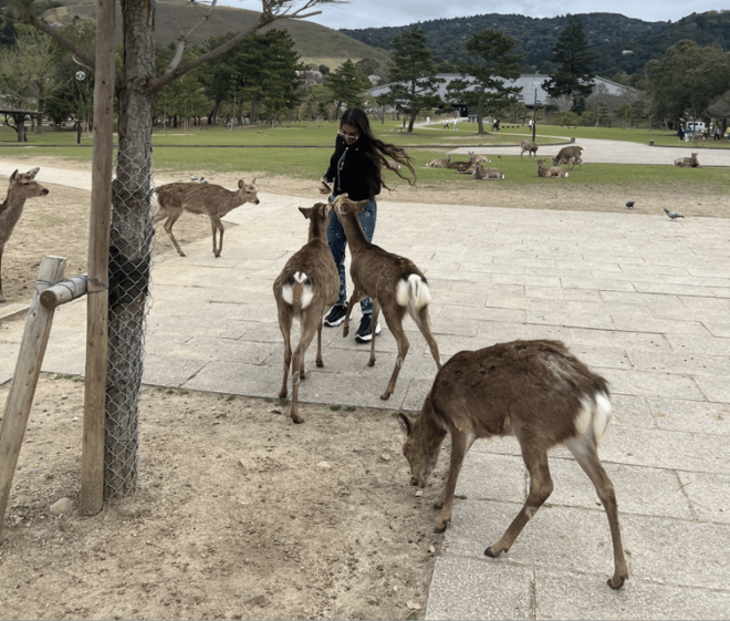 Nara Private Custom Tour With Local Guide - Customization Options