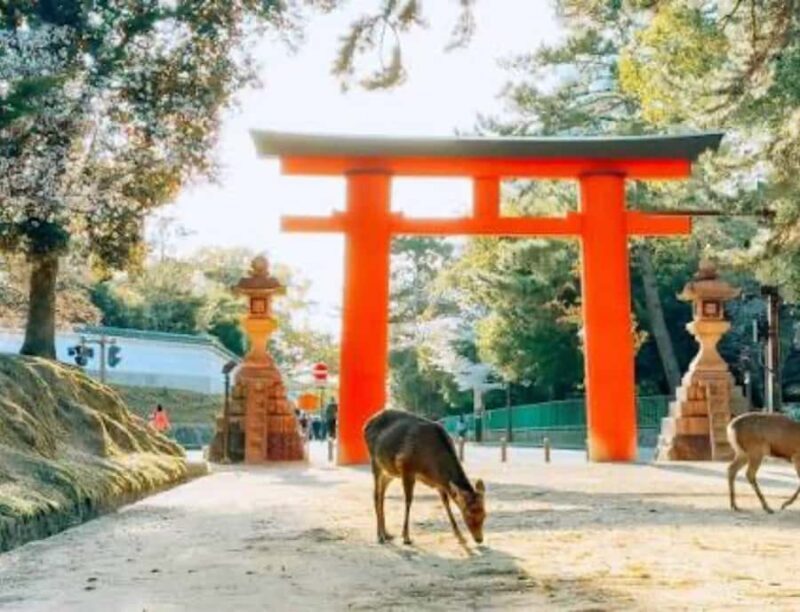 Nara: Private Full-Day Tour with Licensed Guide - FAQ