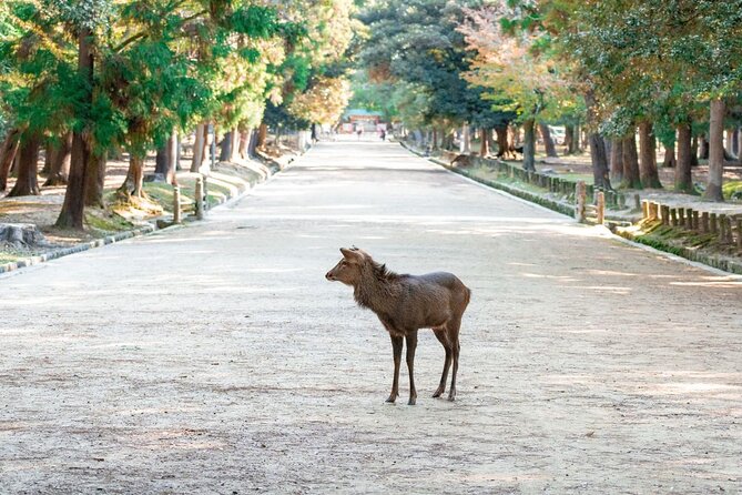 Nara : Private Full-Tour With a Local Guide - Meeting and Pickup Details