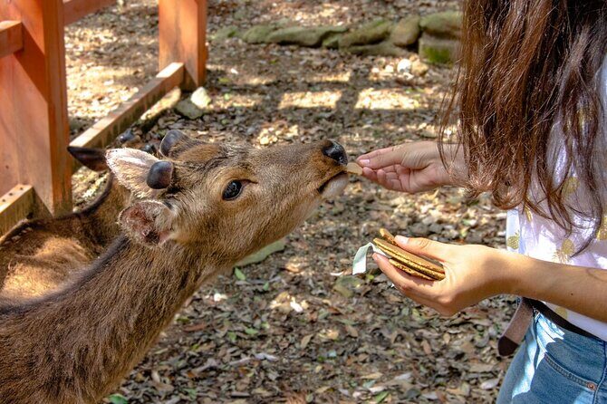 Nara Private Personalized Tour with a Local: Highlights & Gems - FAQ