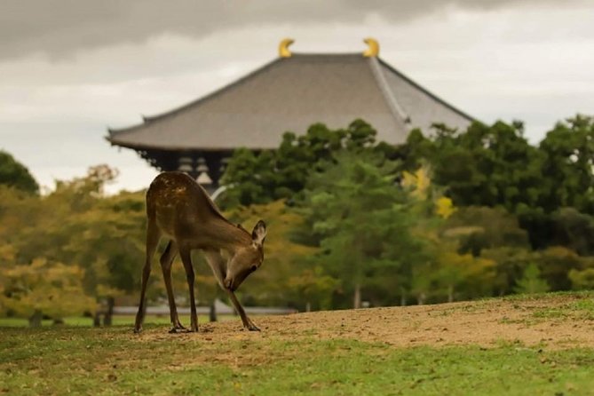 Nara Private Tour by Public Transportation From Kyoto - Tour Overview