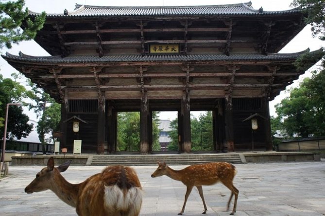 Nara Private Tour by Public Transportation From Kyoto - Price