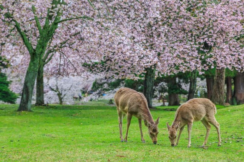Nara Private Tour from Osaka: Hidden Gems & Ancient Stories - FAQ