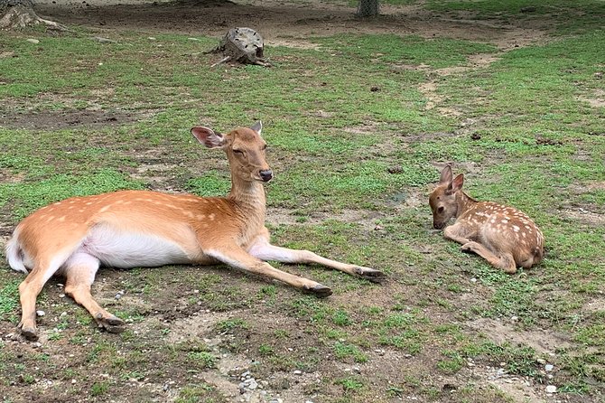 Nara Private Tour (Shore Excursion Available From Osaka or Kobe Port) - Refund and Cancellation Policy