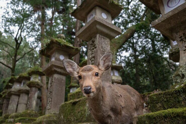 Nara PRIVATE TOUR: Todai-ji and Nara Park (Spanish Guide) - Itinerary Highlights