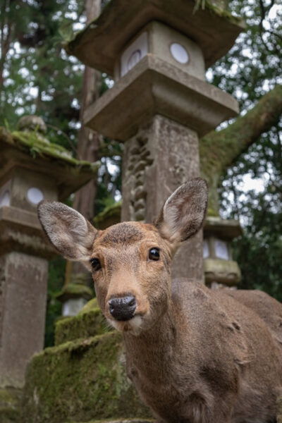 Nara PRIVATE TOUR: Todai-ji and Nara Park (Spanish Guide) - Nearby Attractions