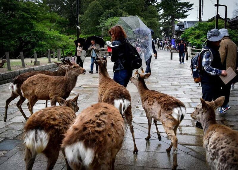 Nara: Private Tour with Car Deer Park & Todai-ji Temple - In-Depth Review of the Nara Private Tour