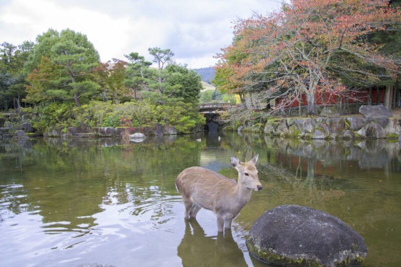 Nara: Private Walking Tour with a Local - Nara: Private Walking Tour with a Local