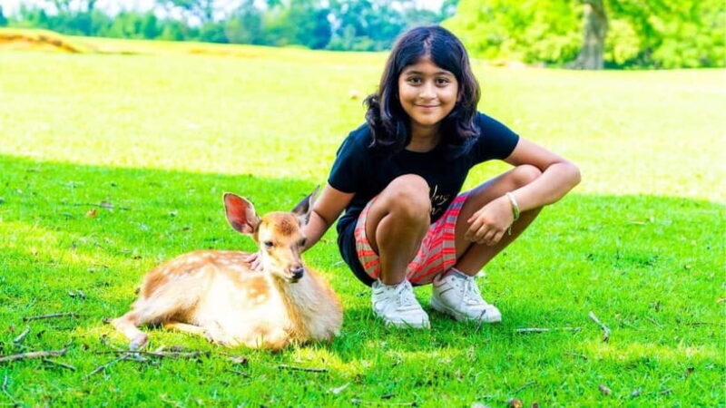 Nara: private walking tour with Deer and Temples - Good To Know