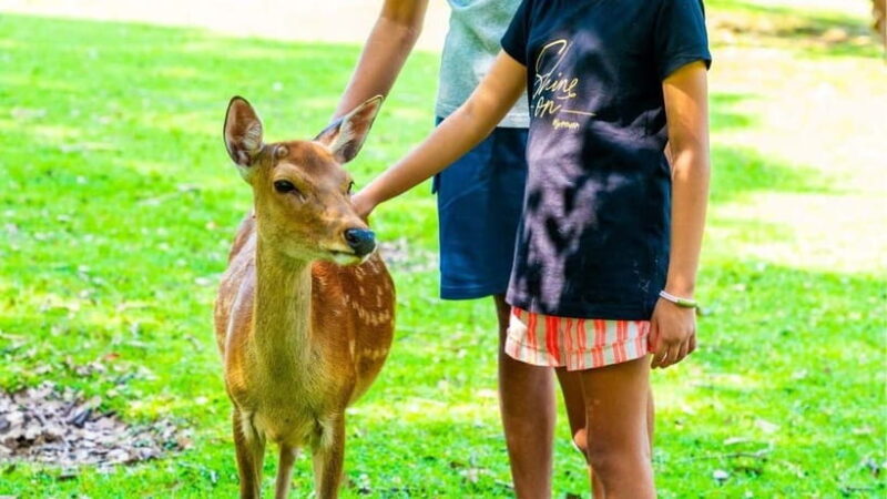 Nara: private walking tour with Deer and Temples - Who Will Love This Tour?