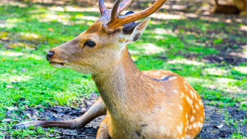 Nara: private walking tour with Deer and Temples - Good To Know  