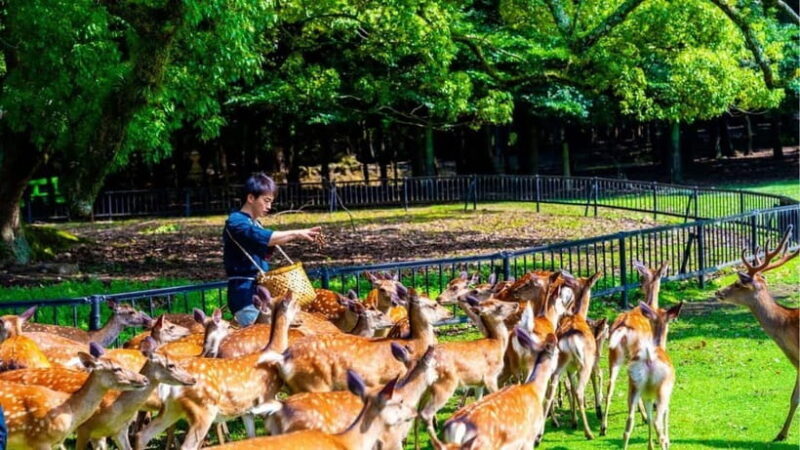 Nara: private walking tour with Deer and Temples - A Deep Dive into the Nara Walking Tour Experience  